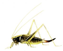 Metrioptera brachyptera L. attēls