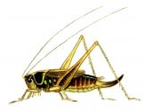 Metrioptera roeselii Hgb. attēls