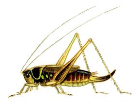 Metrioptera roeselii Hgb. attēls