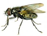 Musca domestica L. attēls