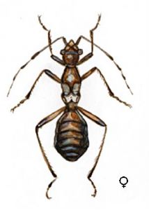 Myrmecoris gracilis R.Sahlb. attēls