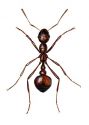 Myrmica rubida Latr. attēls