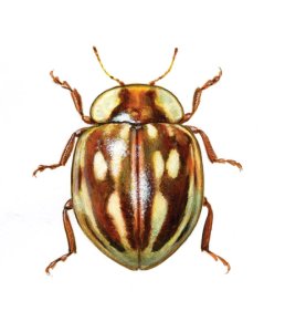 Myzia oblongoguttata (L.) attēls