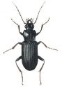 Nebria brevicollis F. attēls