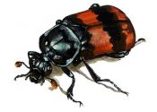 Nicrophorus vespilloides Herbst attēls