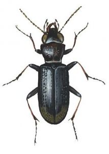 Notiophilus biguttatus F. attēls