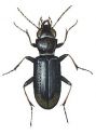 Notiophilus biguttatus F. attēls