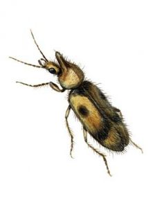 Notoxus monocerus L. attēls