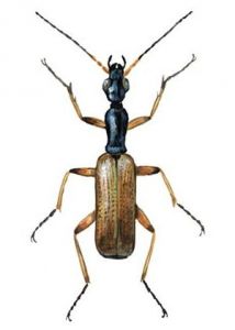 Odacantha melanura L. attēls