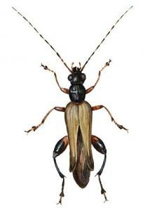 Oedemera femorata Scopoli attēls