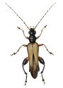 Oedemera femorata (Scopoli) attēls