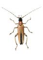 Oedemera podagrariae (L.) attēls