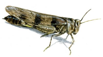 Oedipoda caerulescens L. attēls