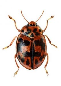 Oenopia conglobata (L.) attēls