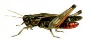 Omocestus rufipes (Zetterstedt) attēls