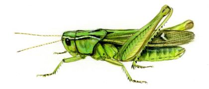 Omocestus viridulus L. attēls