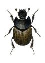 Onthophagus fracticornis Preissl. attēls