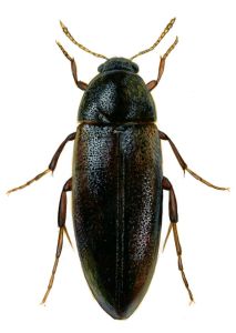 Orchesia minor F.Walker attēls
