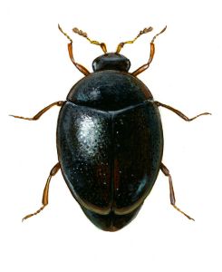 Orthoperus brunnipes (Gyllenhal) attēls