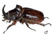 Oryctes nasicornis L. attēls