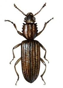 Oryzaephilus surinamensis (L.) attēls