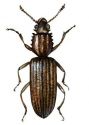 Oryzaephilus surinamensis (L.) attēls