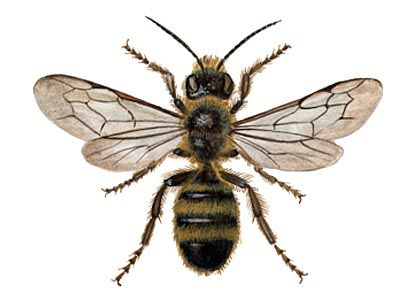 Osmia rufa Panzer attēls