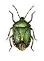 Palomena prasina L. attēls