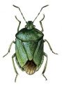 Palomena viridissima Poda attēls