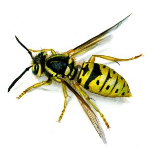 Paravespula germanica (F.) attēls