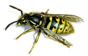 Paravespula vulgaris (L.) attēls