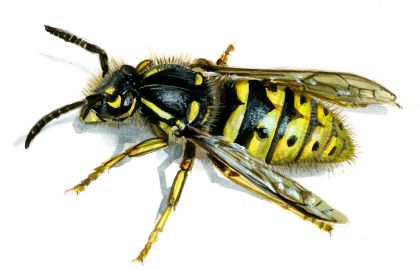 Paravespula vulgaris (L.) attēls