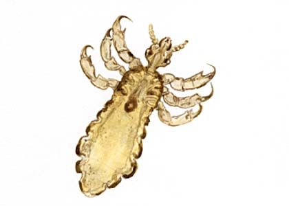 Pediculus humanus corporis L. attēls