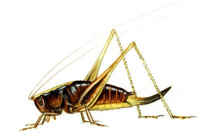 Pholidoptera griseoaptera (De Geer) attēls