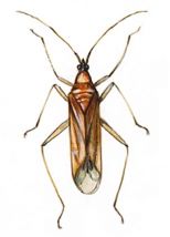 Phylus melanocephalus L. attēls