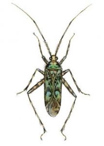 Phytocoris tiliae F. attēls