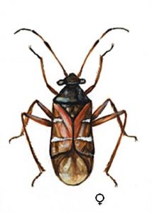 Pilophorus cinnamopterus Kbm. attēls