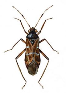 Pilophorus clavatus L. attēls