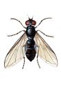 Pipiza quadrimaculata (Panzer) attēls