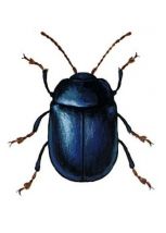kārklu lapgrauzis attēls