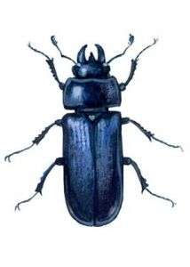 Platycerus caraboides (L.) attēls