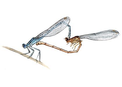 Platycnemis pennipes (Pallas) attēls