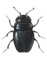 strupvabole attēls