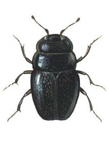 Plegaderus vulneratus (Panzer) attēls