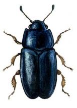 piepjspīdulis attēls