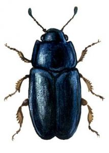 Pocadius sp. attēls