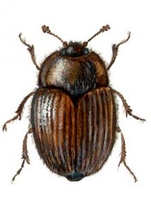 Pocadius ferrugineus (F.) attēls