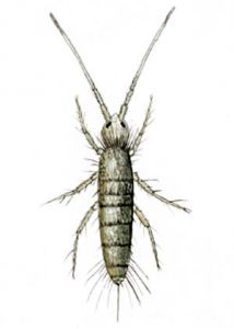 Pogonognatellus flavescens Tullb. attēls