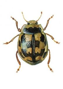 Propylea quatuordecimpunctata (L.) attēls