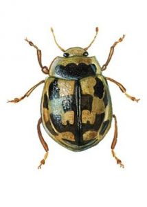 Propylaea quatuordecimguttata L. attēls